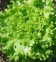 Laitue Batavia Blonde Bio. La barquette de 12 plants