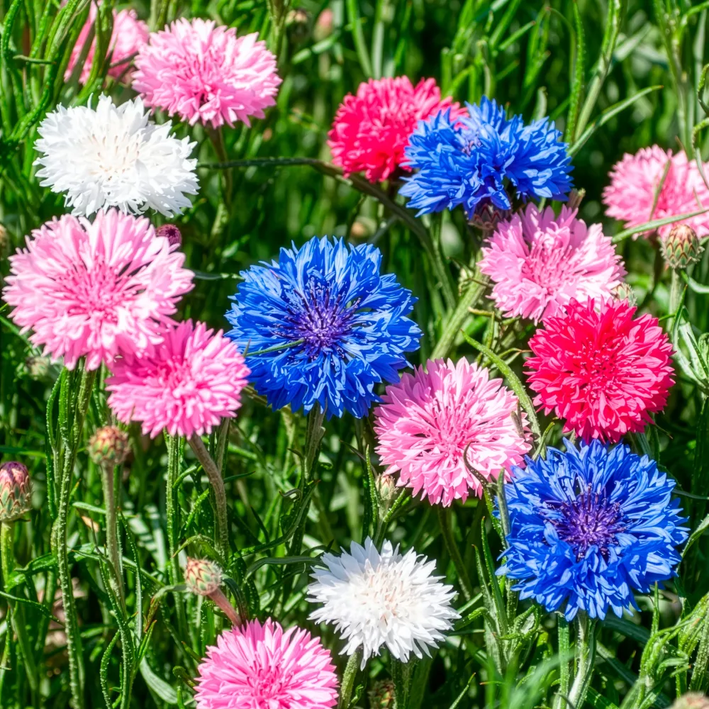 Centaurée à fleurs double en mélange Centaurea cyanus