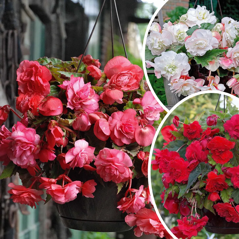 9 Bégonias parfumées en mélange Begonia 'red glory', 'angélique''pink delight'