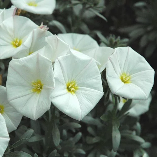 Convolvulus ou Liseron de Turquie à fleurs blanches - Le pot de 5 litres