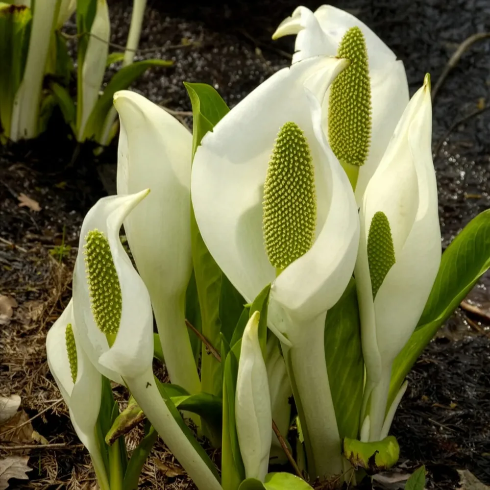 Arum bananier blanc Lysichiton camtschatcensis