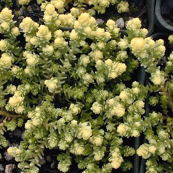 6 x Orpin âcre 'Elegans' – Sedum acre 'Elegans', godet 9cm x 9cm