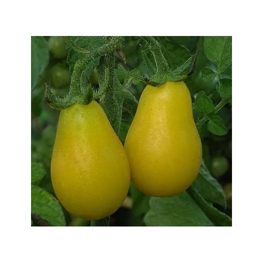 Semences bio de Tomate cerise Yellow Submarine