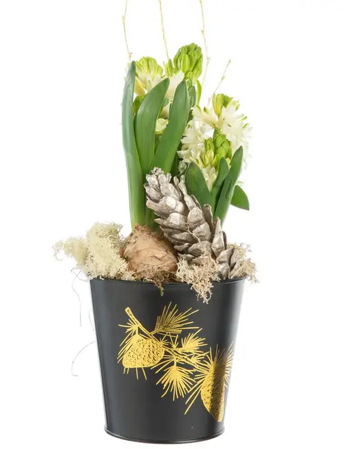 Jacinthe x 3 pot zinc noir - Ø 13 cm