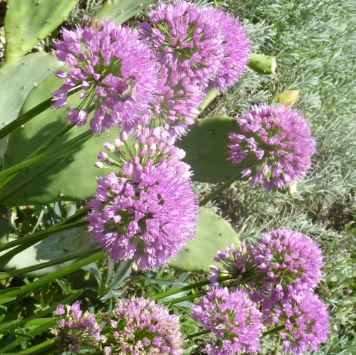Allium Millenium. Le pot de 3 litres