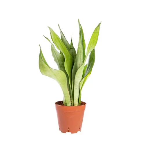 Sansevieria Moonshine pot Ø14xH50 cm