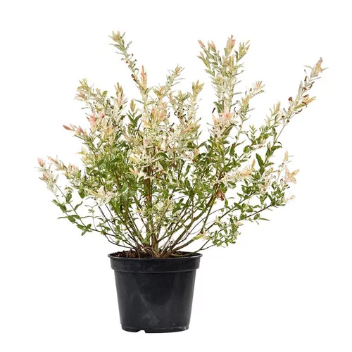Salix Integra Flamingo - Pot de 5L