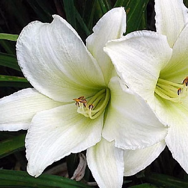 6 x Lis d'un jour – Hémérocalle | Hemerocallis 'Light The Way' | godet 9cm x 9cm