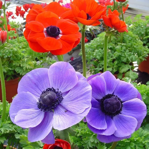 Anemone Coronaria Variée. Le pot de 0,7 litre
