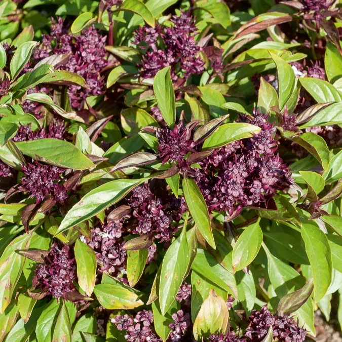 Basilic Thai Siam Queen Ocimum basilicum siam queen