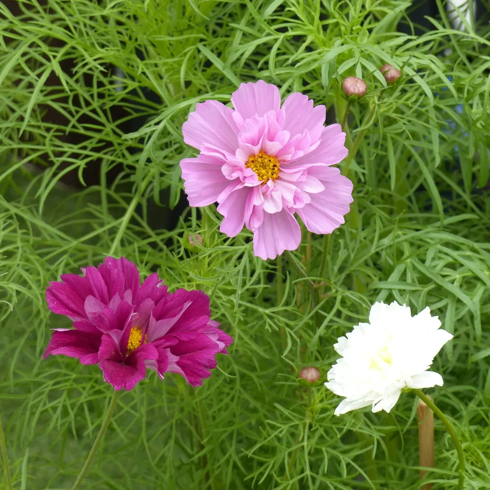 Collection 3 cosmos doubles variés Cosmos bipinnatus