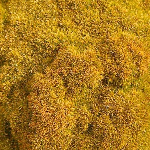 Scléranthe Selected Bronze Scleranthus uniflorus selected bronze