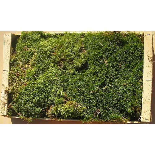 Caisse de mousse naturelle verte pour décoration de Noël - 40 x 60 cm
