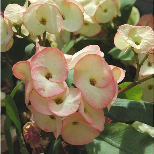 Euphorbe Milii - Le pot de 10,5 cm