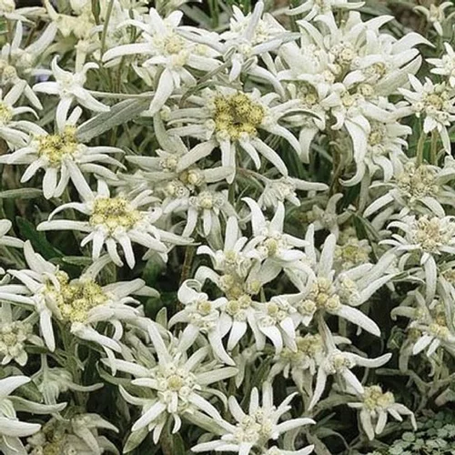 Edelweiss Vroni - La jardinière de 40 cm