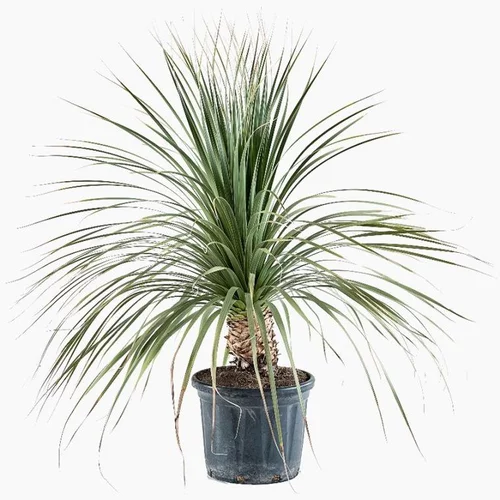 Dasylirion Longissimum en pot de 25 L vert