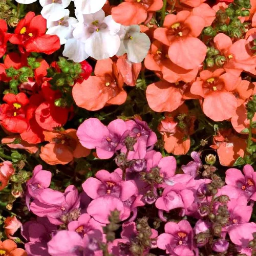 Diascia ou Diascie à fleurs roses - Le pot de 0,5 litre
