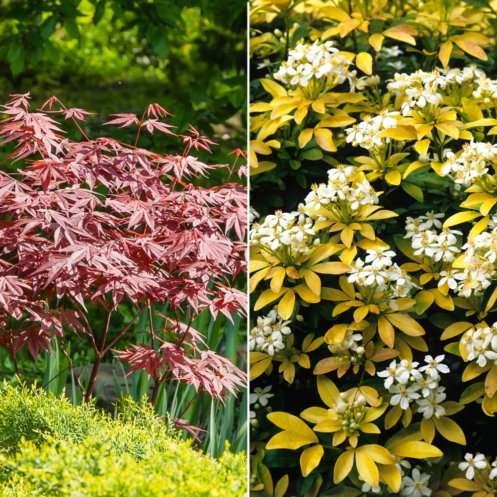Collection de 2 arbustes : érable pourpre et oranger du Mexique doré Acer palmatum Atropurpureum , Choisya ternata Sundance Lich