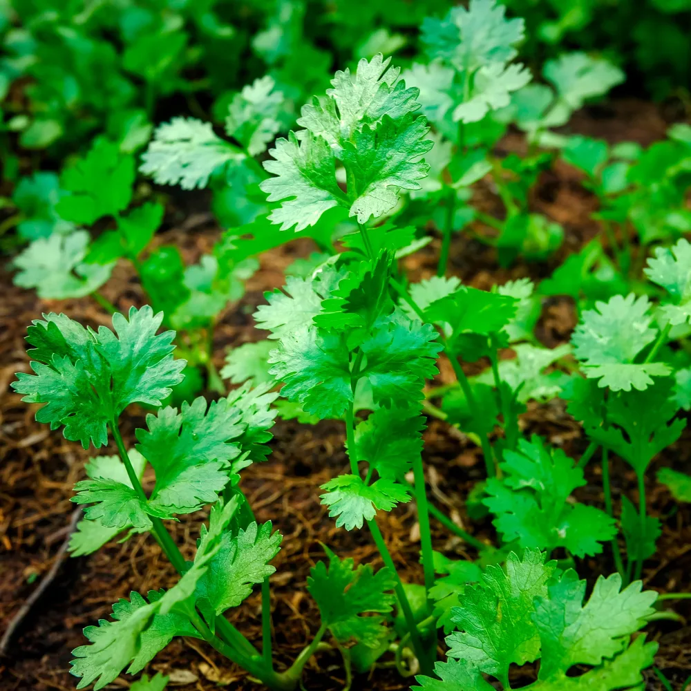 Coriandre a graine fine lente à monter Coriandrum sativum