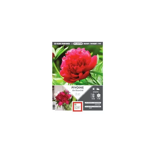 Pivoine Karl Rosenfield vrac