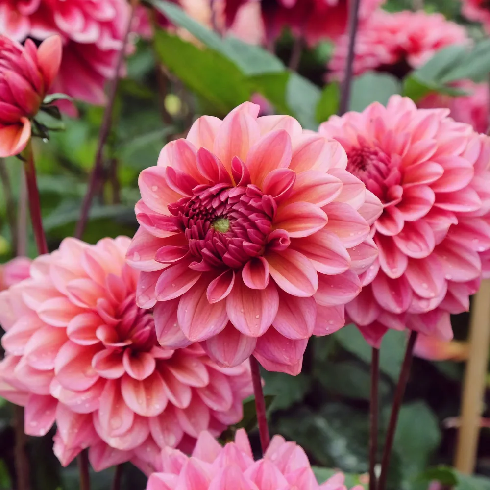 Dahlia Salmon Runner Dahlia Salmon Runner