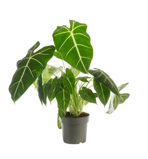 Alocasia Frydeck (Oreilles d'éléphant) vert. Le pot Ø 19 cm