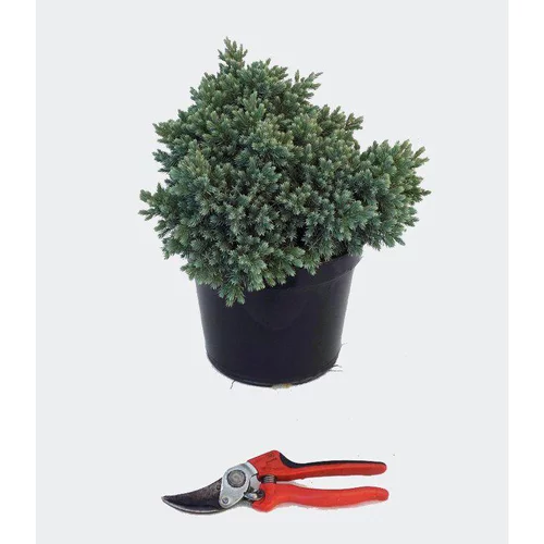 Juniperus Squamata Blue Star (Genévrier Equailleux Blue Star) en pot de 5 L bleu