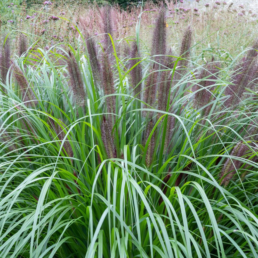 Herbe aux écouvillons Black Beauty - Pennisetum Pennisetum alopecuroides Black Beauty