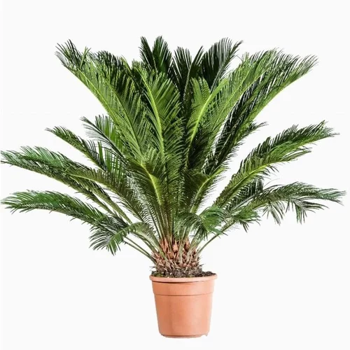 Cycas Revoluta. Le pot de 12 litres