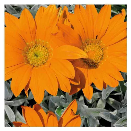 Gazania orange à feuillage gris - Le pot de 9 x 9 cm