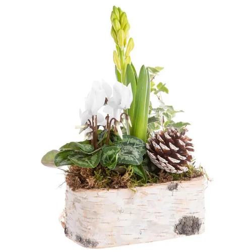 Composition de Noël cyclamen jacinthe multicolore pot en bouleau