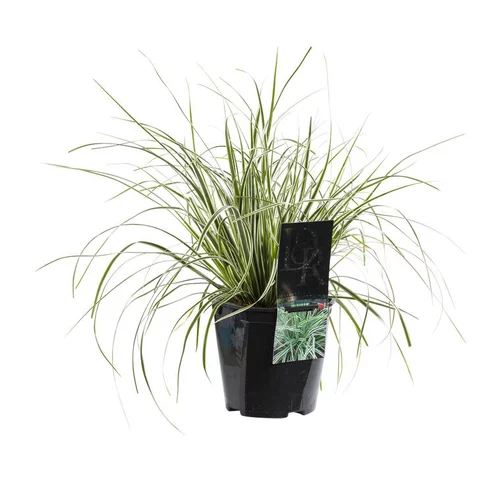Carex - Le pot de 2 litres