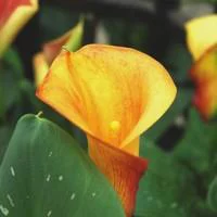 Arum blanc à grandes fleurs - Le pot de 4 litres
