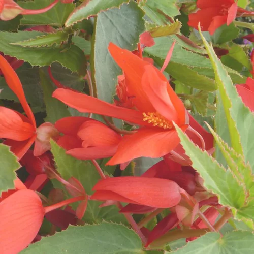 Bégonia de Bolivie à fleurs multicolores - Le pot de 10 litres