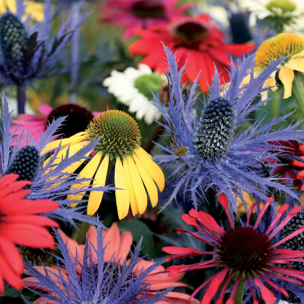 3 Rudbeckias et Chardon bleu en mélange Rudbeckia, eryngium alpinum