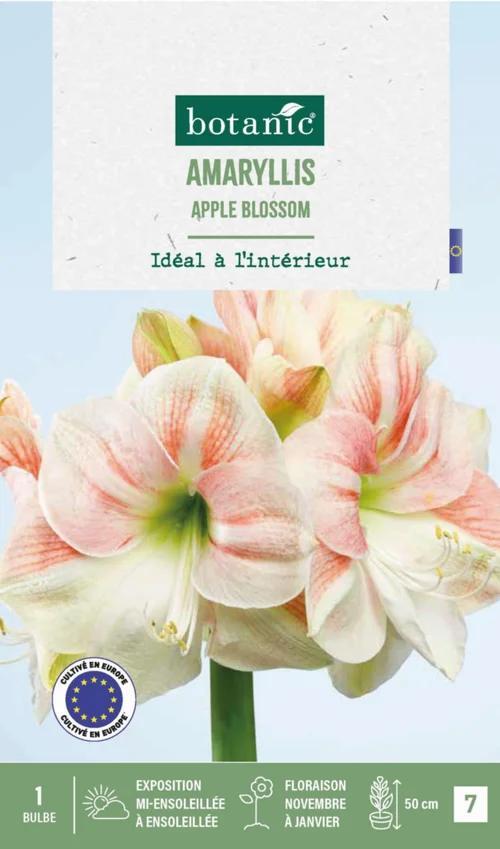 Amaryllis intérieur Apple Blossom botanic® - 1 bulbe