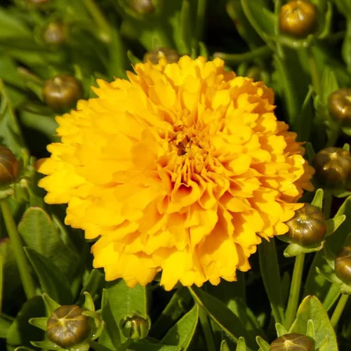 Coréopsis golden sphère jaune en pot de 2 L