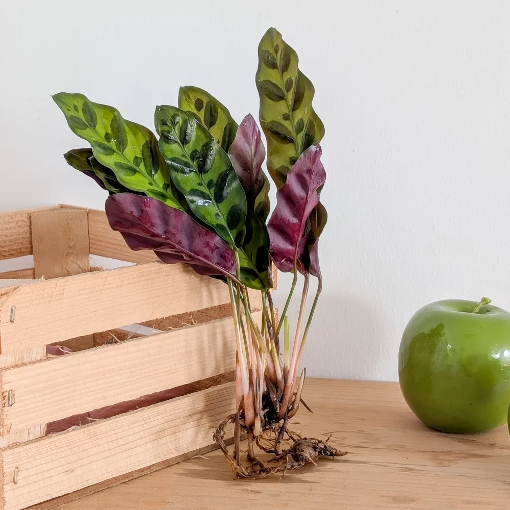 Calathea Insignis Calathea insignis