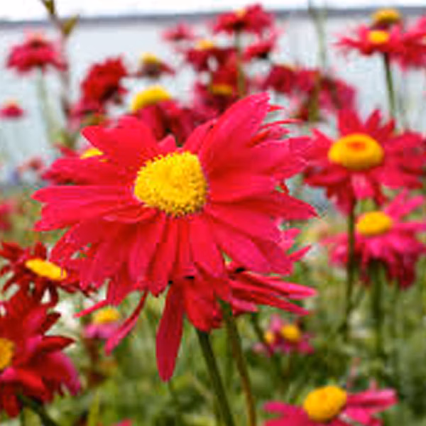 6 x Pyrèthre 'Robinson's Red' – Tanacetum 'Robinson's Red', godet 9cm x 9cm