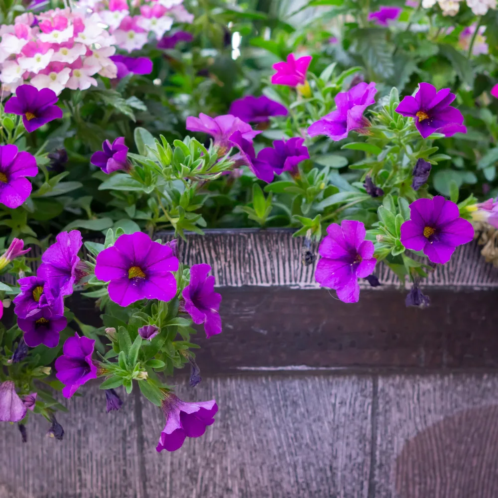 Surfinia violette Surfinia purple