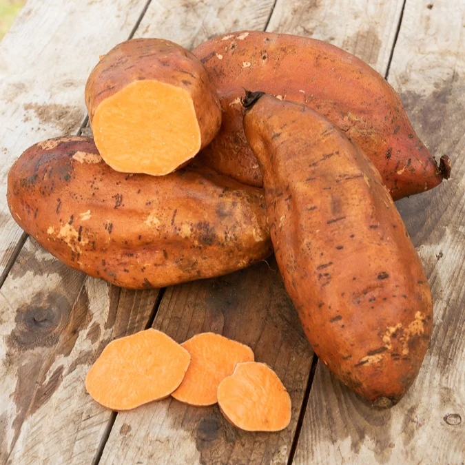 Patate douce Ipomoea batatas