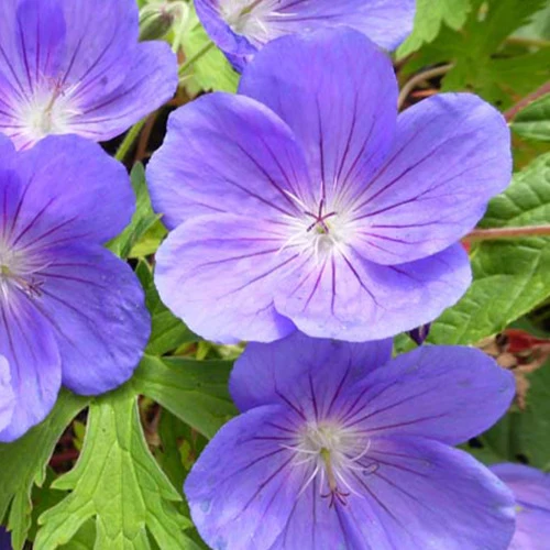 Géranium vivace Eureka Blue Geranium eureka blue