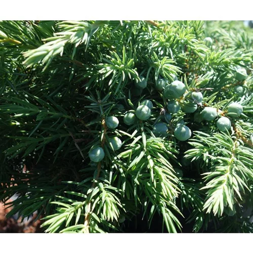 Genévrier Juniperus Conferta Slager. Le pot de 2 litres