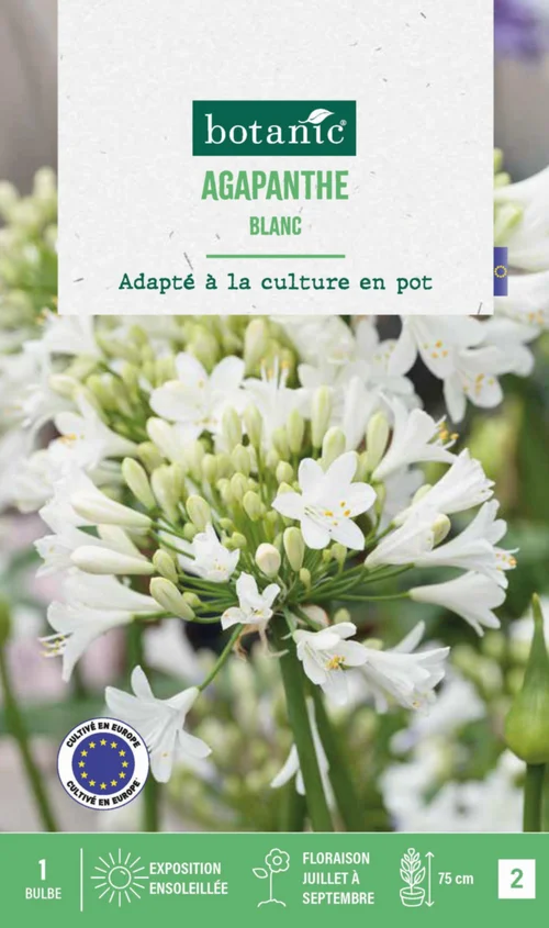 Agapanthe botanic® coloris blanc - 1 bulbe