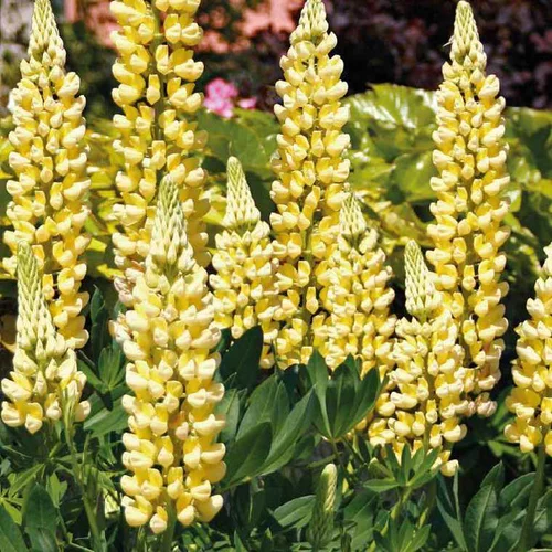Lupin jaune - Le pot de 9 x 9 cm