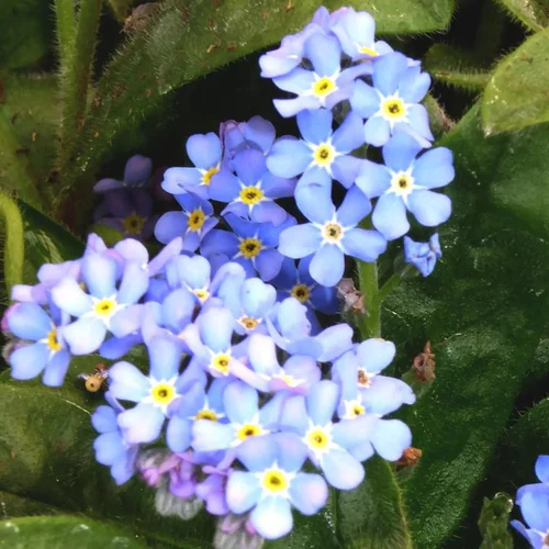 Myosotis bleu. La barquette de 10 plants
