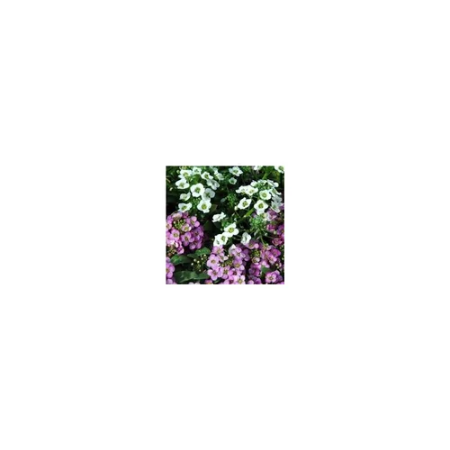 Alysse odorante - Le pack de 6 plants