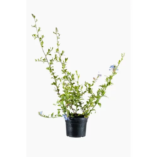 Plumbago Auriculata (Dentelaire du cap) 90/120 échelle en pot de 3 L bleu