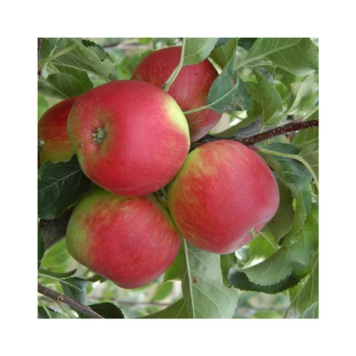 Pommier Pomme Des Moissons® Delprivale. En racine nue, forme 1/2 tige calibre 6/8