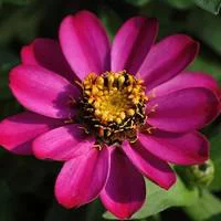 Zinnia à petites fleurs - Le pot de 1 litre